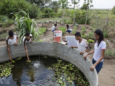 picui alimentação